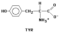 193x112x2c GIF of Tyrosine